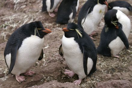 Op tv: de Zuidamerikaanse pinguins